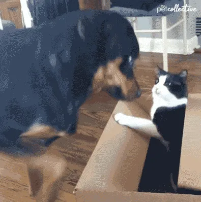 Dlaczego-koty-kochaj-kartony-1